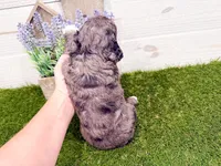 Slade , a male Miniature Goldendoodle for sale in Exeter, MO – Photo 2 of 4