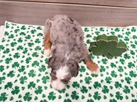 Cash, a male Miniature Bernedoodle for sale in Exeter, MO – Photo 4 of 5