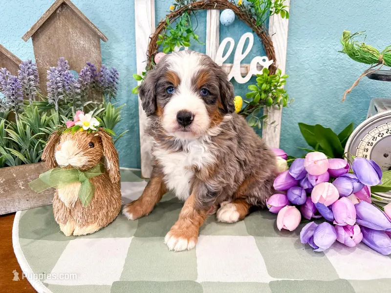 Cash – Miniature Bernedoodle puppy for sale in Exeter, MO