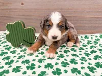 Cash, a male Miniature Bernedoodle for sale in Exeter, MO – Photo 2 of 5
