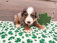 Cash, a male Miniature Bernedoodle for sale in Exeter, MO – Photo 5 of 5