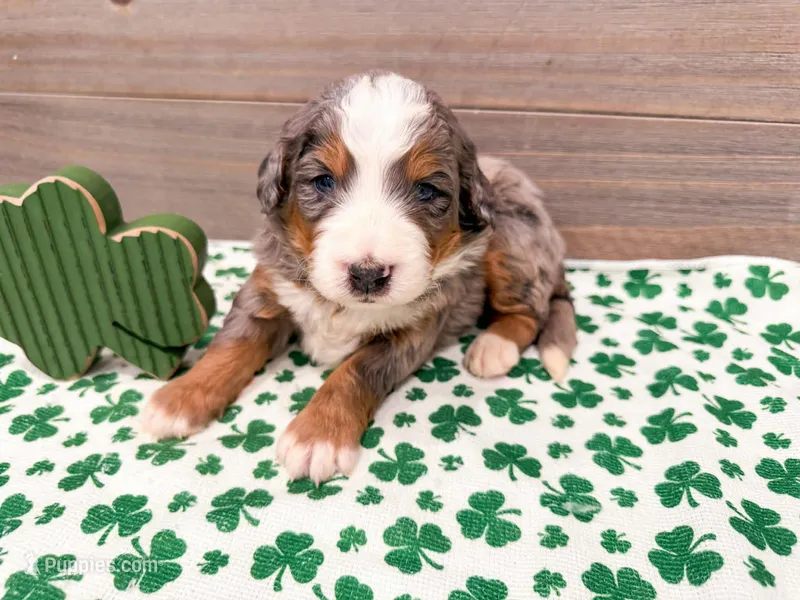 Cash – Miniature Bernedoodle puppy for sale in Exeter, MO