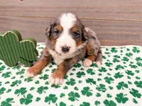 Cash, a male Miniature Bernedoodle for sale in Exeter, MO – Photo 1 of 5