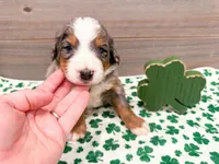 Cash, a male Miniature Bernedoodle for sale in Exeter, MO – Photo 3 of 5