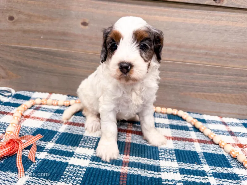 Kimes – Miniature Bernedoodle puppy for sale in Exeter, MO
