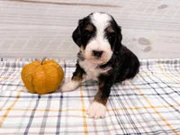Wrangler , a male Miniature Bernedoodle for sale in Exeter, MO – 1 of 1
