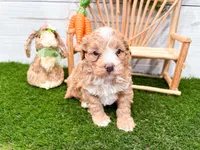 Waffles , a female Miniature Bernedoodle for sale in Exeter, MO – 4 of 5