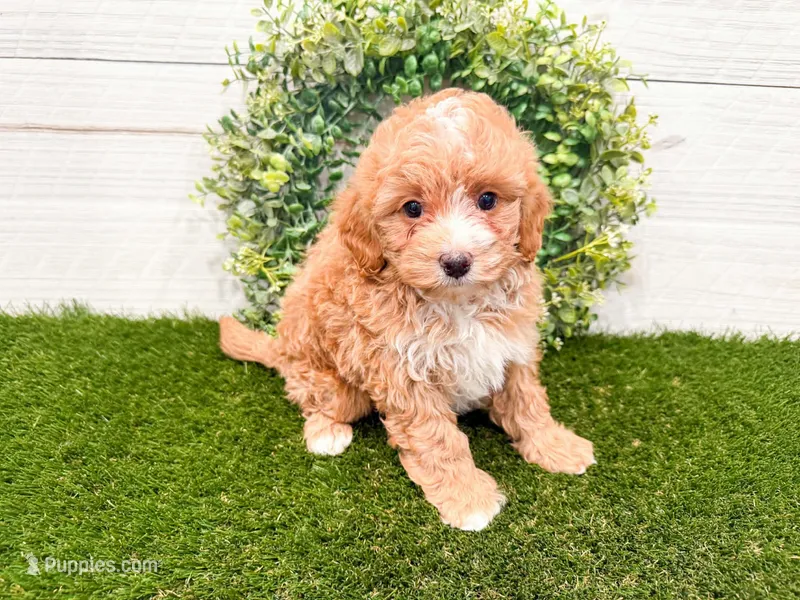 Waffles  – Miniature Bernedoodle puppy for sale in Exeter, MO