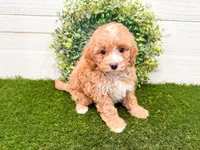Waffles , a female Miniature Bernedoodle for sale in Exeter, MO – 1 of 5