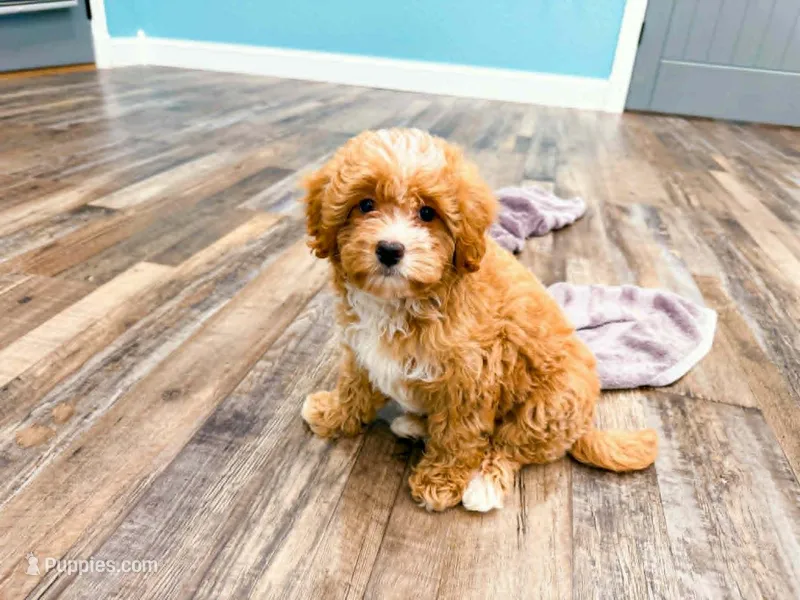 Waffles  – Miniature Bernedoodle puppy for sale in Exeter, MO