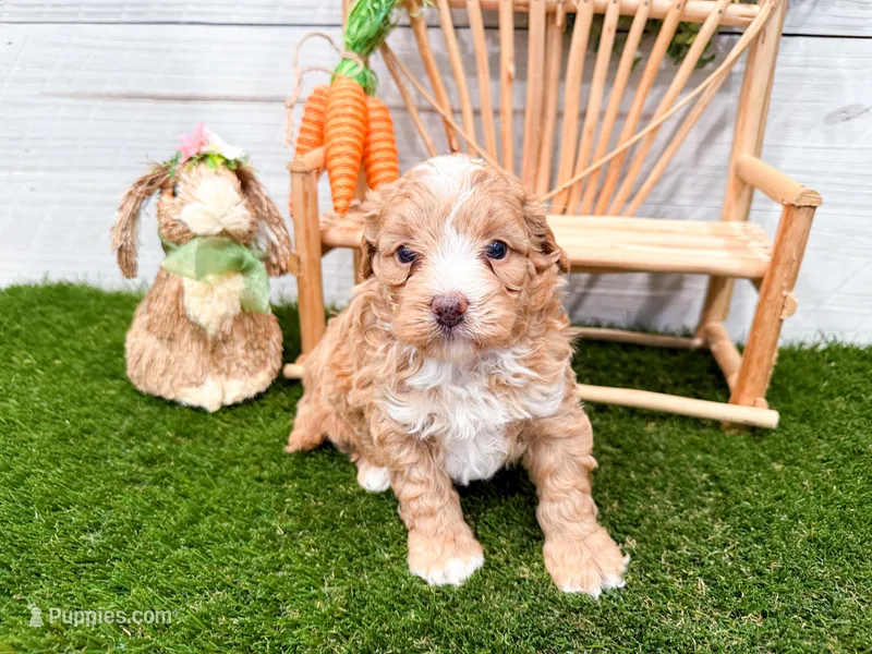 Waffles  – Miniature Bernedoodle puppy for sale in Exeter, MO