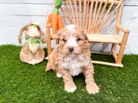 Waffles , a female Miniature Bernedoodle for sale in Exeter, MO – 3 of 5