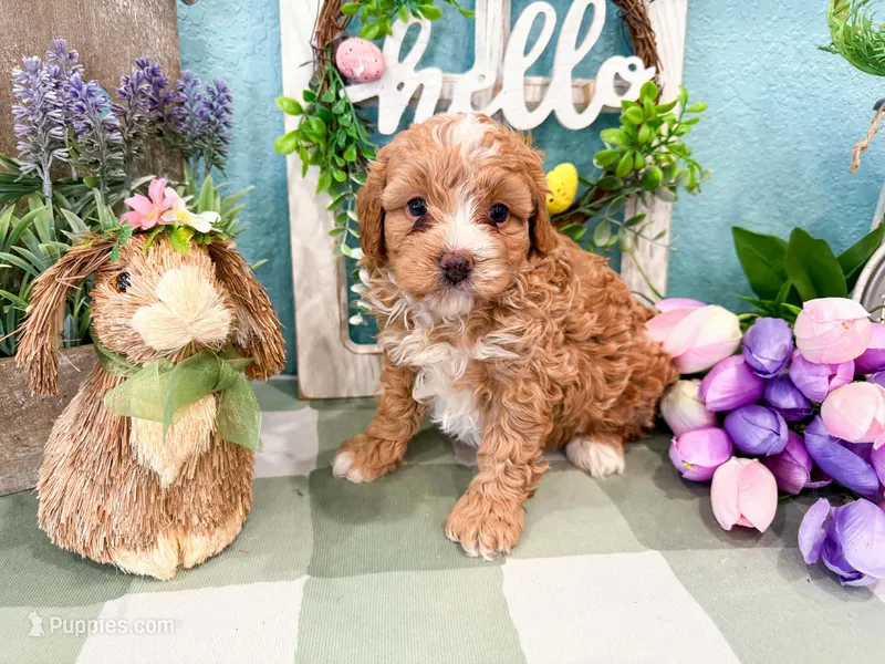 Waffles  – Miniature Bernedoodle puppy for sale in Exeter, MO