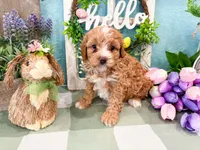 Waffles , a female Miniature Bernedoodle for sale in Exeter, MO – 2 of 5