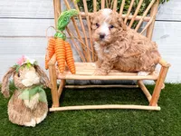 Waffles , a female Miniature Bernedoodle for sale in Exeter, MO – 5 of 5
