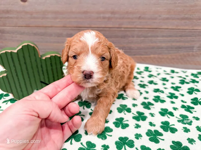 Waffles  – Miniature Bernedoodle puppy for sale in Exeter, MO