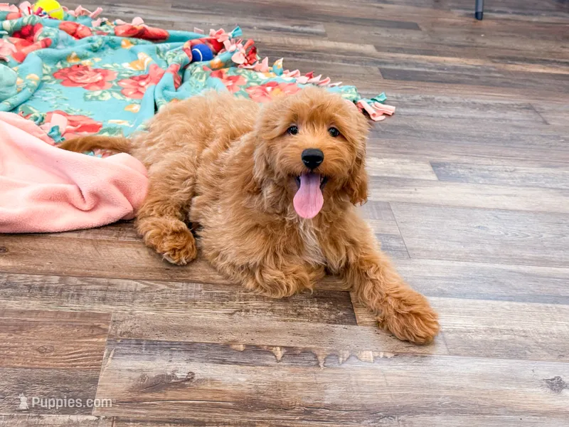 Demi  – Miniature Goldendoodle puppy for sale in Exeter, MO