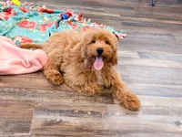 Demi , a female Miniature Goldendoodle for sale in Exeter, MO – 1 of 4