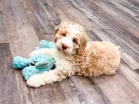 Reagan, a female Golden Mountain Doodle for sale in Exeter, MO – Photo 4 of 4