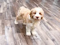 Reagan, a female Golden Mountain Doodle for sale in Exeter, MO – Photo 3 of 4