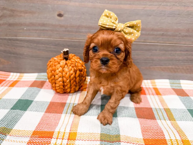 Autumn – Cavalier King Charles Spaniel puppy for sale in Exeter, MO