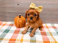 Autumn, a female Cavalier King Charles Spaniel for sale in Exeter, MO – 1 of 1