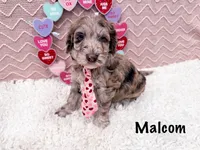 Malcom, a male Miniature Goldendoodle for sale in Exeter, MO – Photo 1 of 2