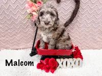 Malcom, a male Miniature Goldendoodle for sale in Exeter, MO – Photo 2 of 2