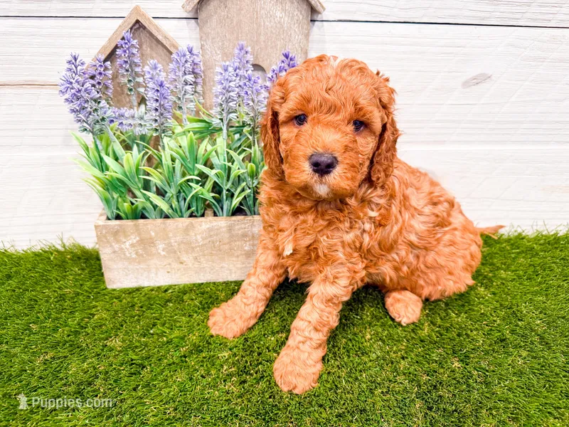 Otis  – Miniature Goldendoodle puppy for sale in Exeter, MO
