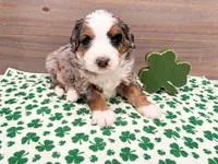 Honey , a female Miniature Bernedoodle for sale in Exeter, MO – Photo 3 of 4