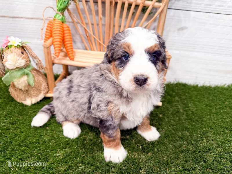 Honey  – Miniature Bernedoodle puppy for sale in Exeter, MO