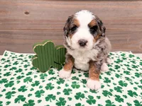 Honey , a female Miniature Bernedoodle for sale in Exeter, MO – Photo 1 of 4