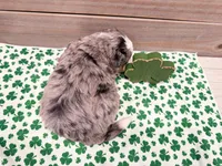 Honey , a female Miniature Bernedoodle for sale in Exeter, MO – Photo 4 of 4