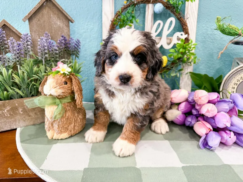 Honey  – Miniature Bernedoodle puppy for sale in Exeter, MO