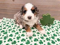Honey , a female Miniature Bernedoodle for sale in Exeter, MO – Photo 2 of 4