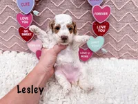 Lesley , a female Poodle - Miniature  for sale in Exeter, MO – Photo 3 of 4