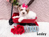 Lesley , a female Poodle - Miniature  for sale in Exeter, MO – Photo 2 of 4