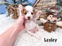 Lesley , a female Poodle - Miniature  for sale in Exeter, MO – Photo 4 of 4