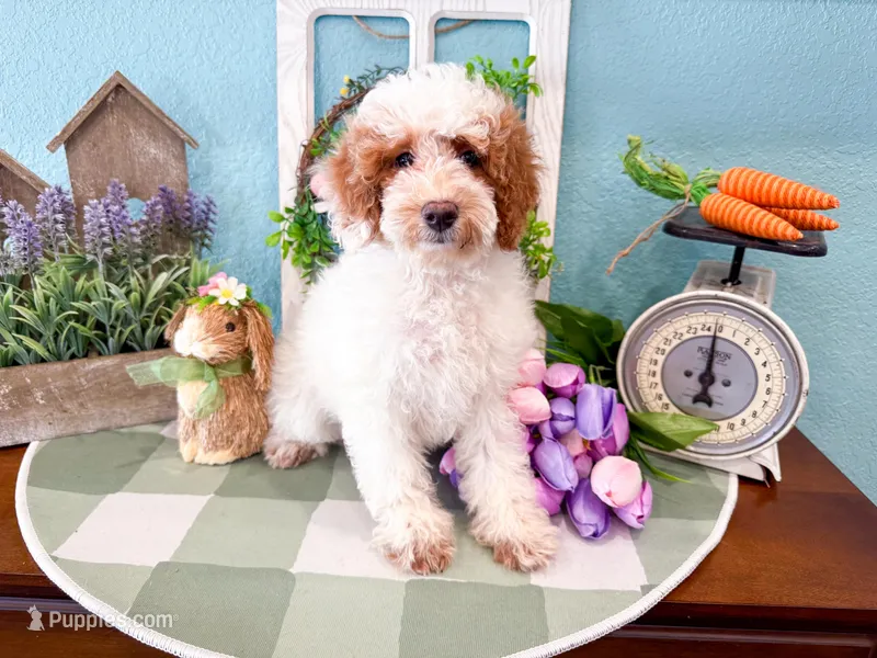 Lesley  – Poodle - Miniature  puppy for sale in Exeter, MO