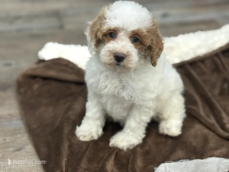 Lesley , a female Poodle - Miniature  for sale in Exeter, MO – Photo 1 of 4