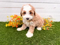 Mara Natha , a female Miniature Bernedoodle for sale in Exeter, MO – 3 of 3