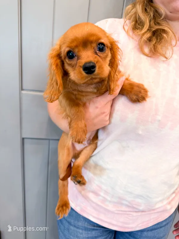 Isaac – Cavalier King Charles Spaniel puppy for sale in Exeter, MO