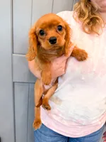 Isaac, a male Cavalier King Charles Spaniel for sale in Exeter, MO – 1 of 1