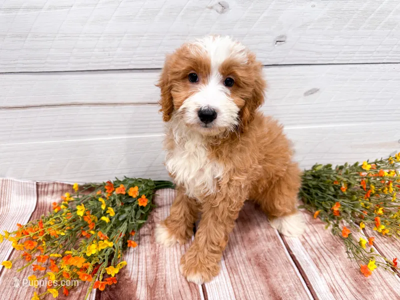 Smucker – Miniature Bernedoodle puppy for sale in Exeter, MO