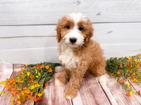 Smucker, a male Miniature Bernedoodle for sale in Exeter, MO – 10 of 10