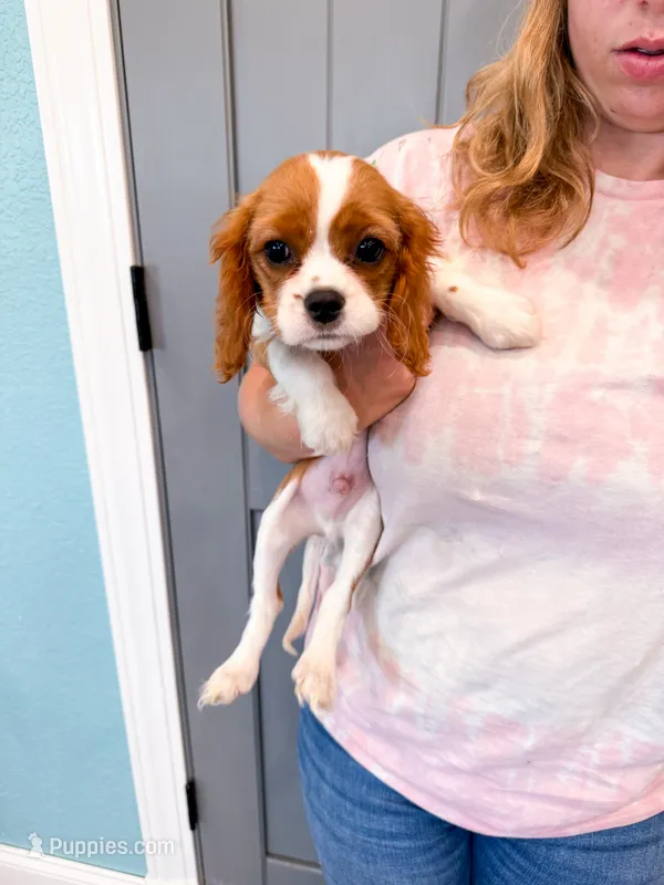 Ian – Cavalier King Charles Spaniel puppy for sale in Exeter, MO