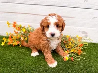Peanut , a female Miniature Bernedoodle for sale in Exeter, MO – 3 of 3