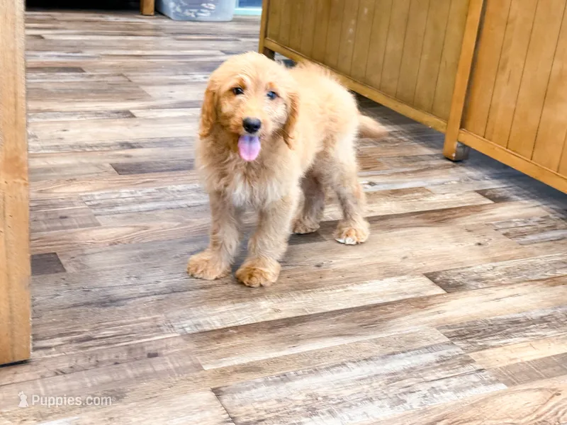 Granger  – Miniature Goldendoodle puppy for sale in Exeter, MO