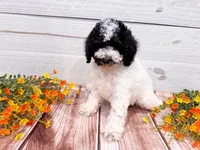 Dodger , a male Poodle - Miniature  for sale in Exeter, MO – 5 of 6