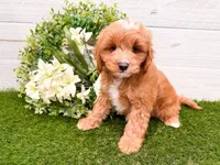 Ollie , a male Miniature Goldendoodle for sale in Exeter, MO – 2 of 3